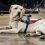 George H.W. Bush’s service dog lies by his casket in touching photo