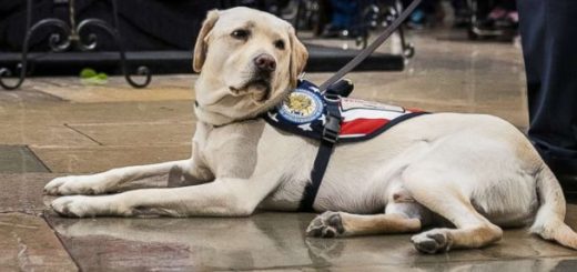 George H.W. Bush's former service dog takes on new role - ABC News