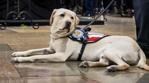 George H.W. Bush's former service dog takes on new role - ABC News